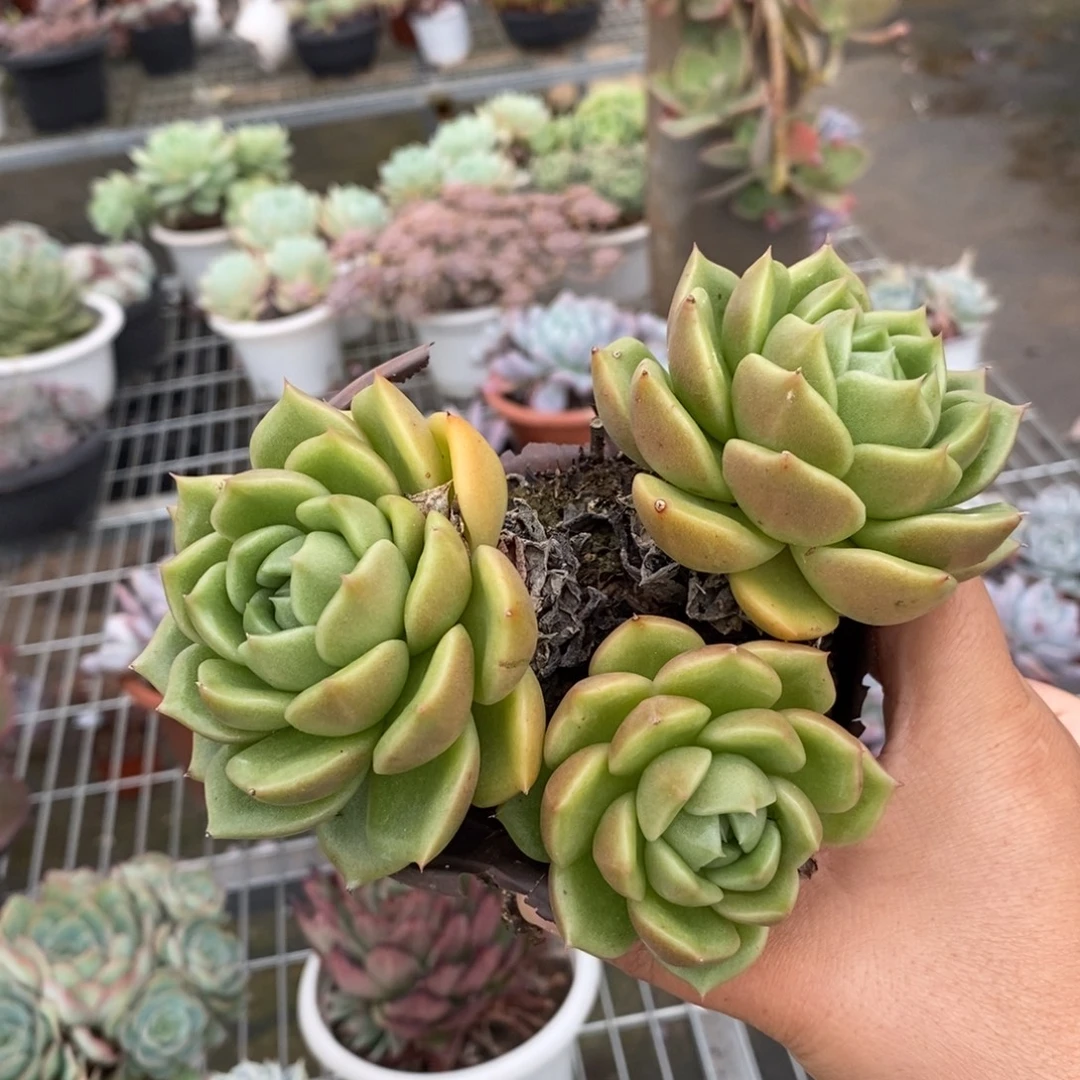 4798白玫瑰一物一拍