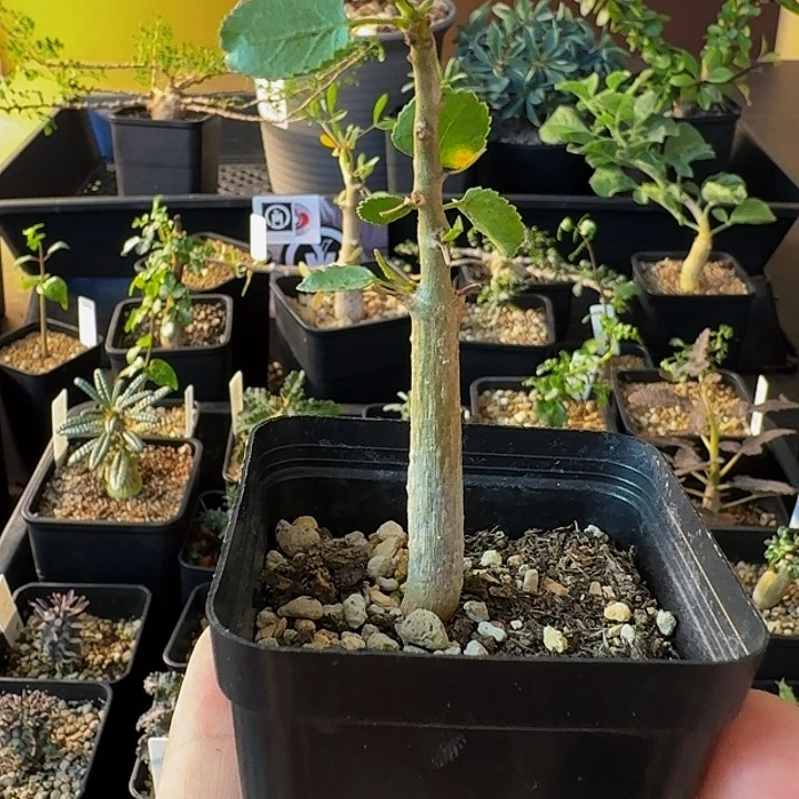 超浓奶香味 干透浇透 实生纳马橄榄带盆土包邮