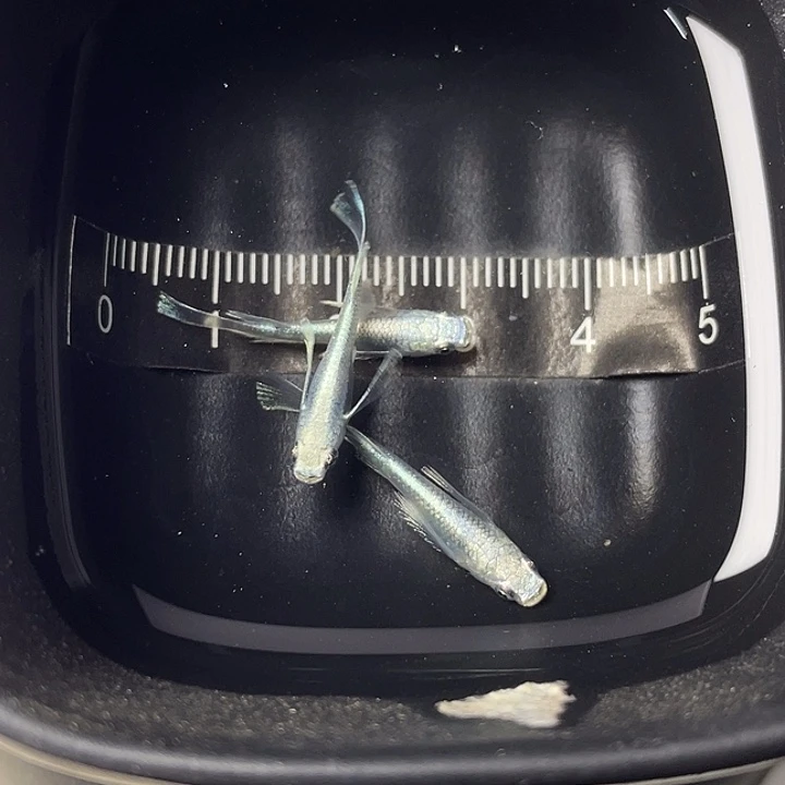 青鳉鱼天使之翼亚成3条，7号，满15包邮，可叠单
