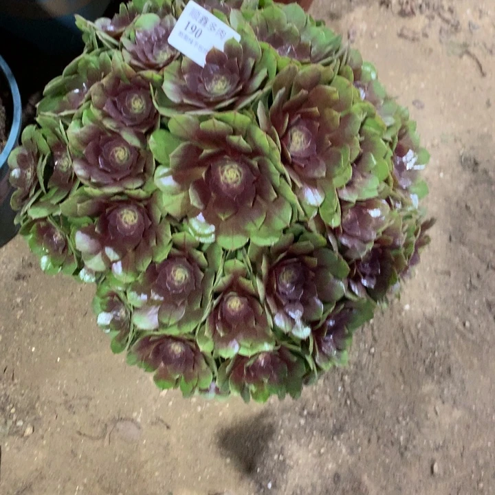 190万圣节多肉植物特价