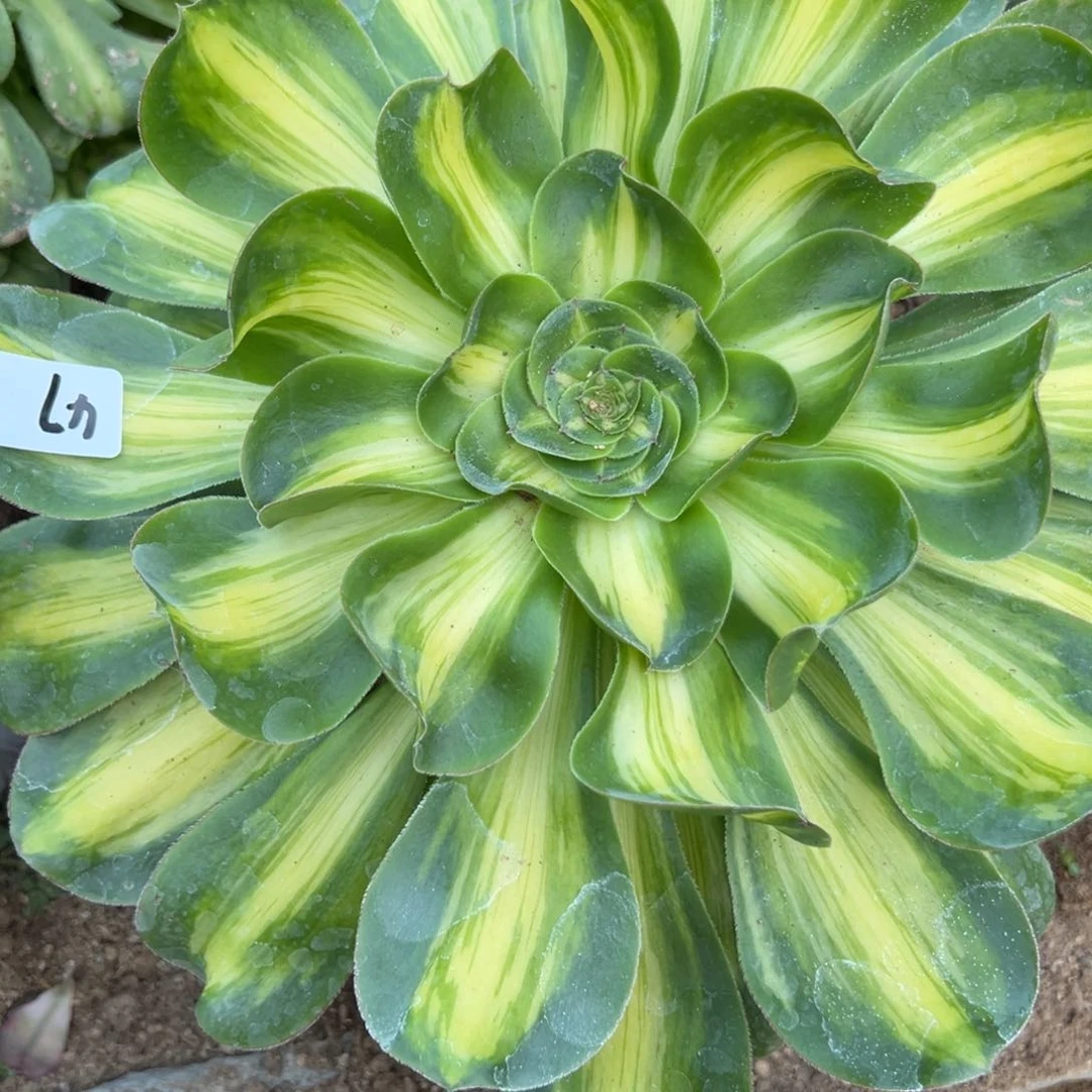 47暴君变异多肉植物