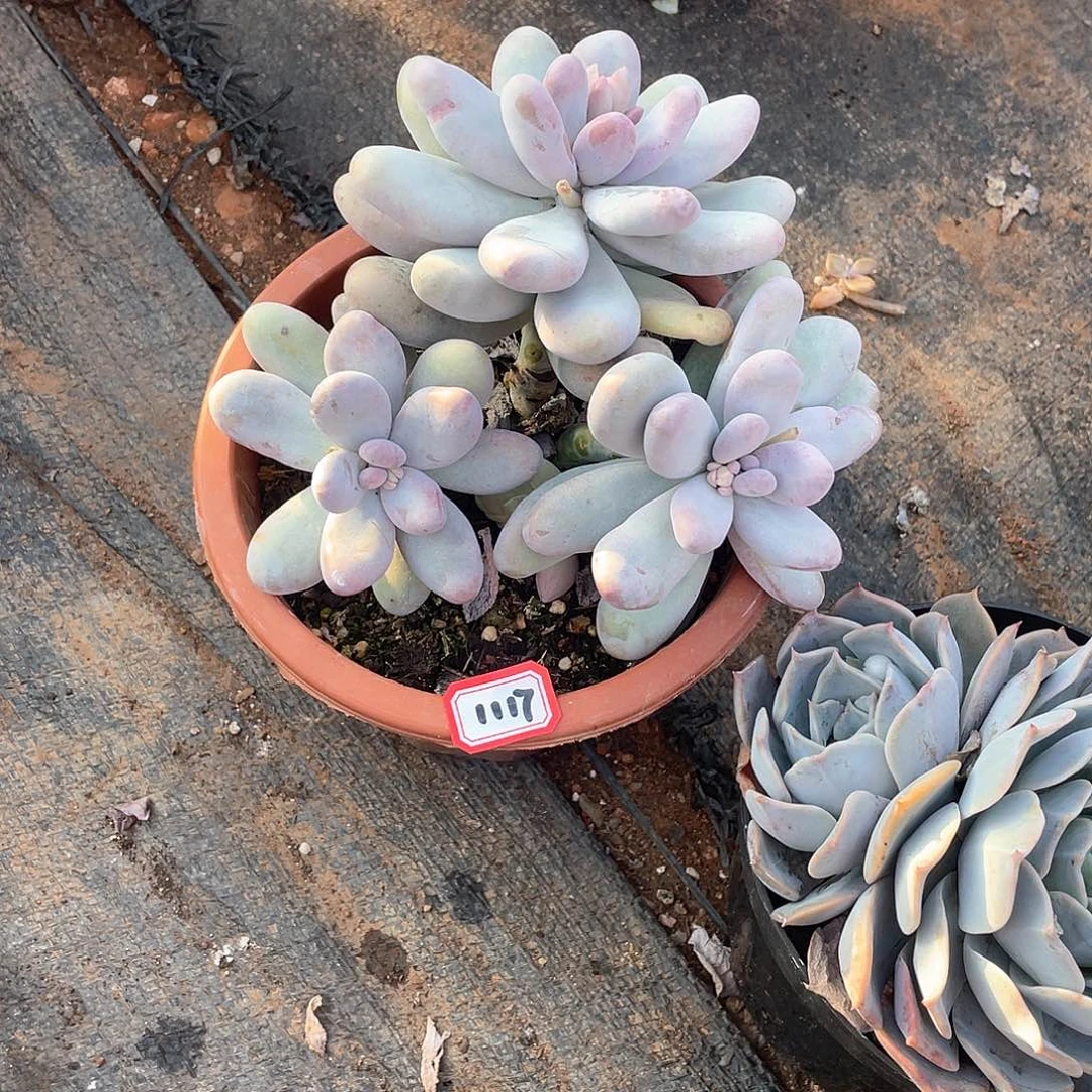 1117鸡蛋美人 一物一拍多肉