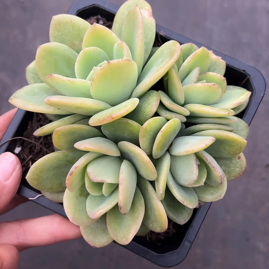 柠檬茶群，一物一拍