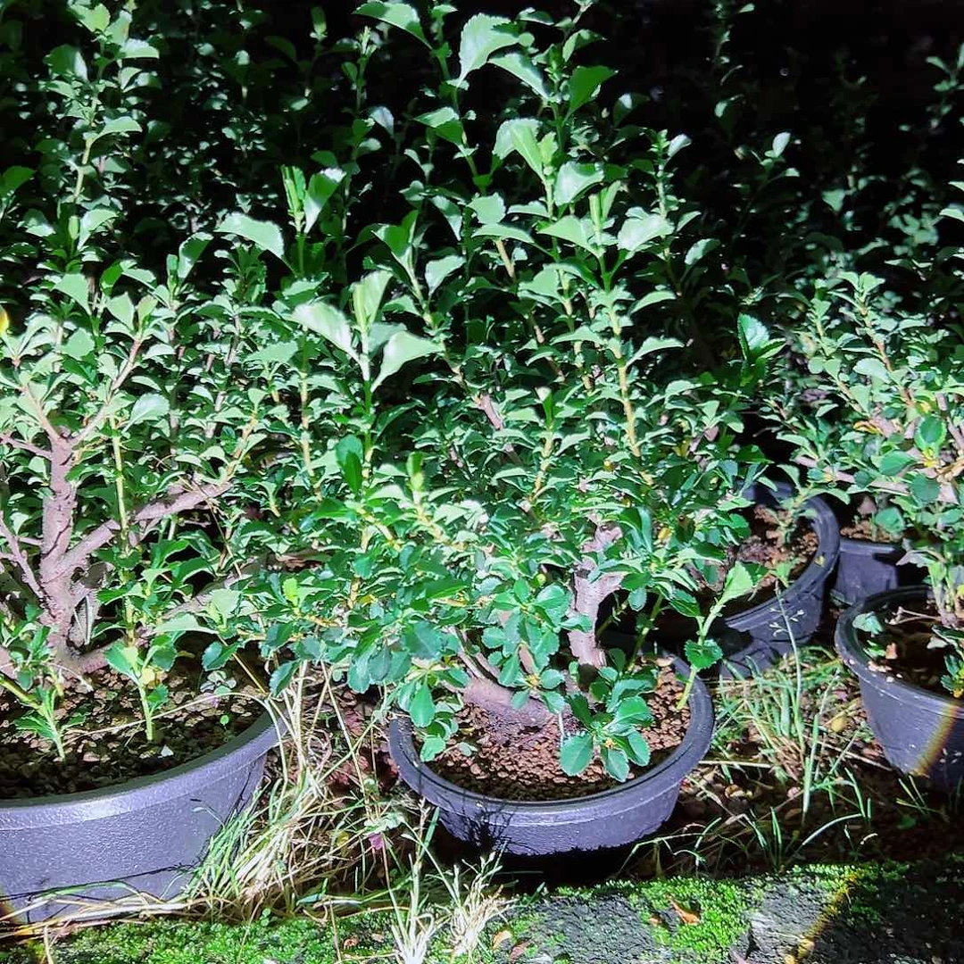 无花朵盆景红花一号长寿梅