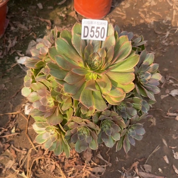 半夏……多肉植物……