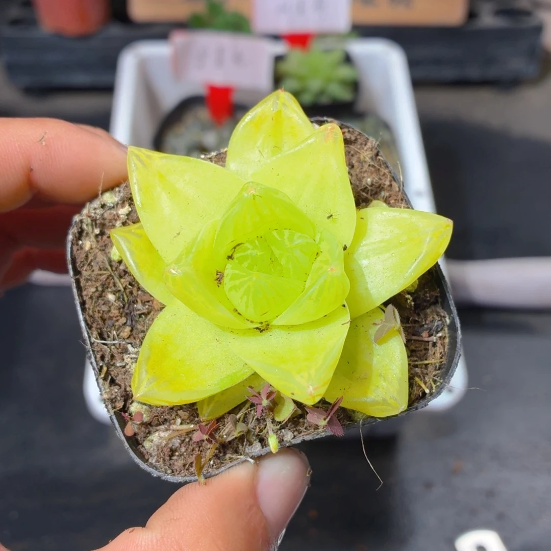 黄金玉露多肉9.9包邮发货