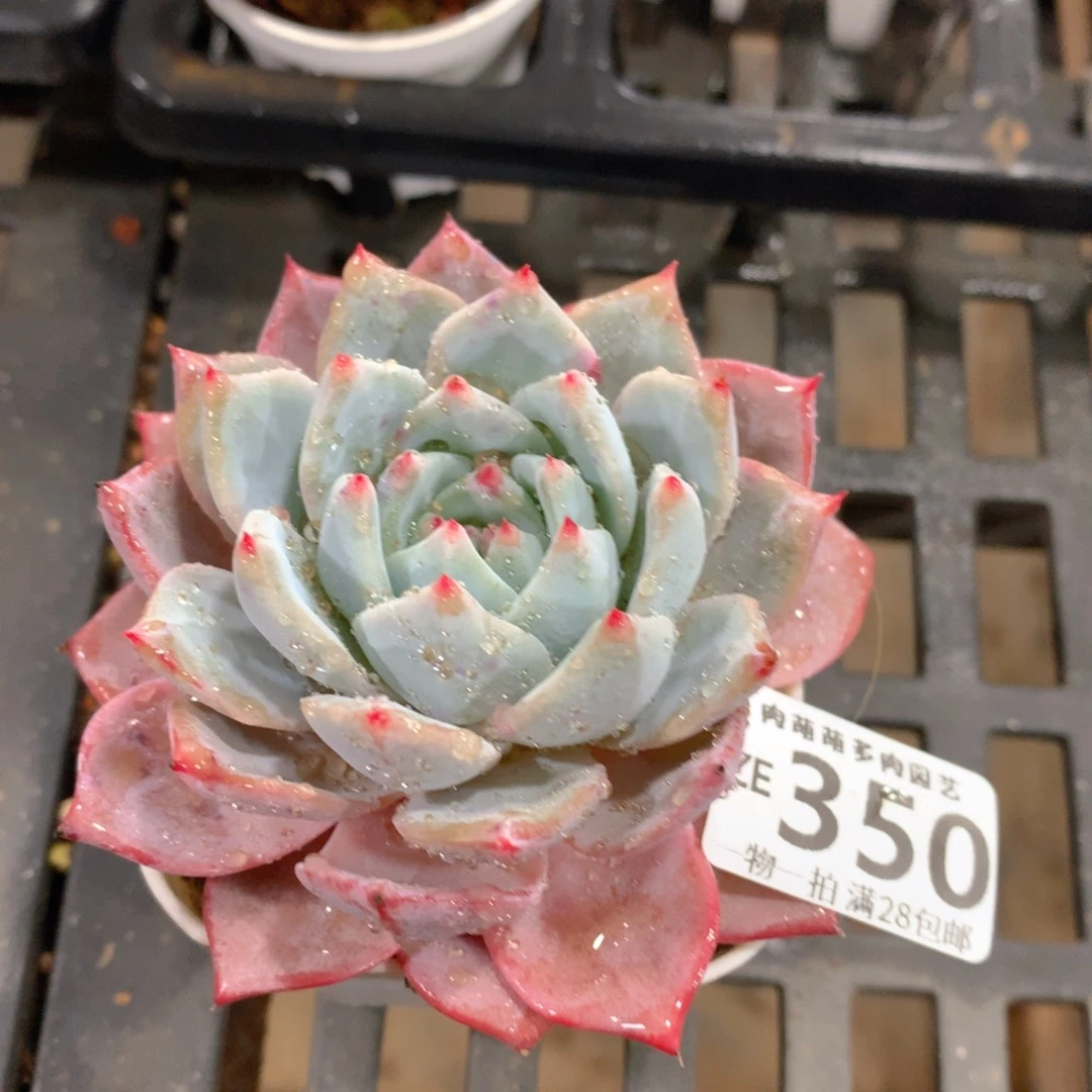 肉萌萌拇指盆精控多肉ZE350