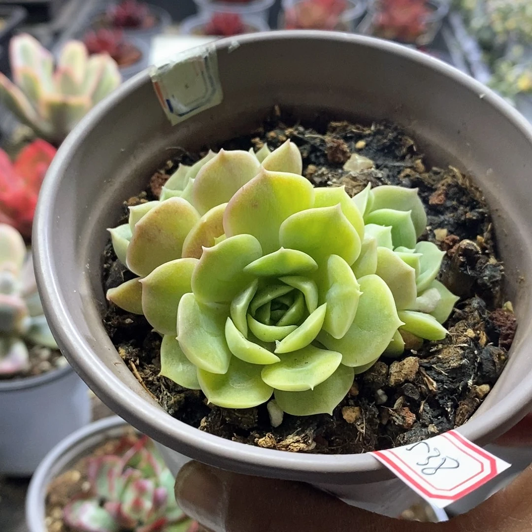 1538昂斯诺黄锦多肉