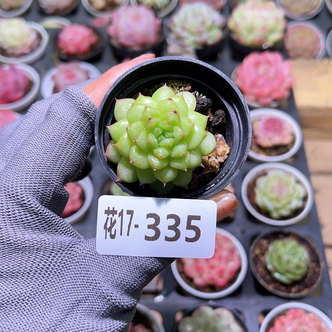 花17-335绿水鬼含盆土