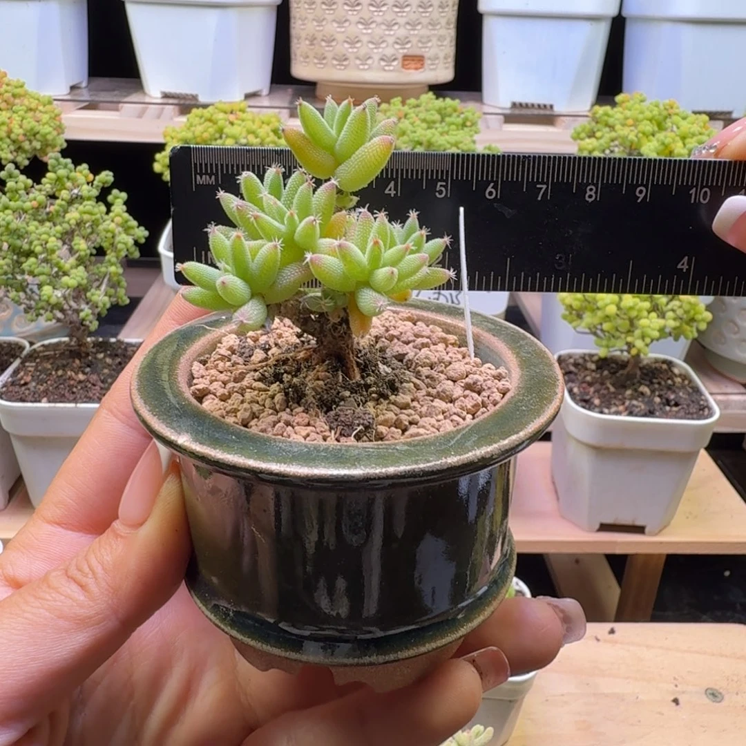 a106号实生玉米冠服5厘米左右带盆发