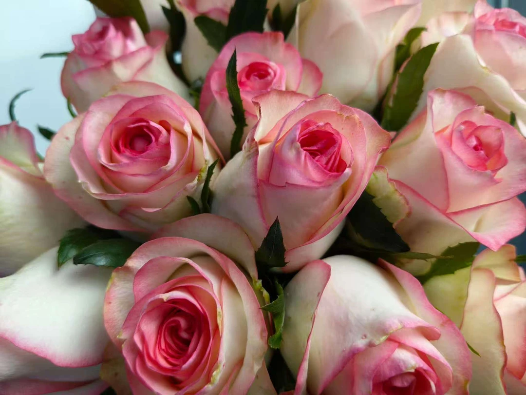 新鲜艾莎玫瑰花花束云南鲜花基地直发家用鲜花