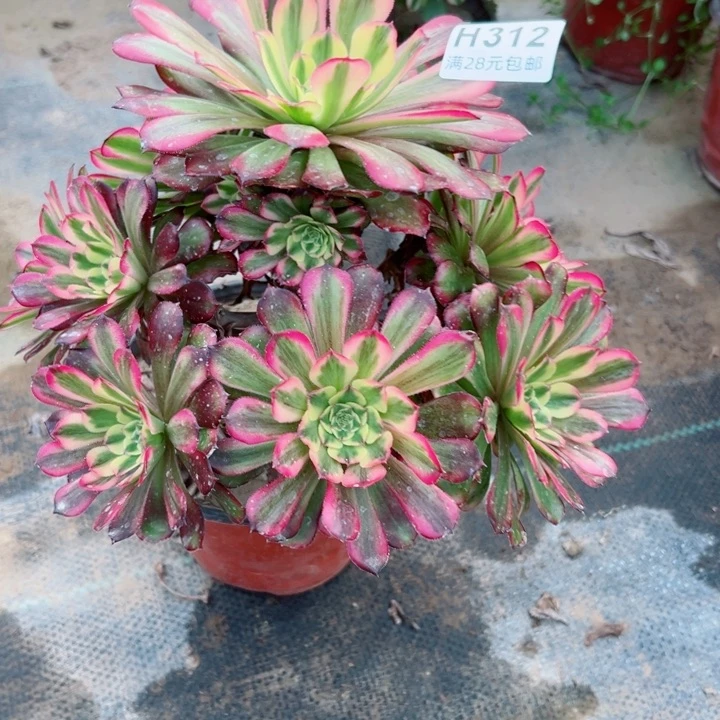 311舞天姬多肉植物