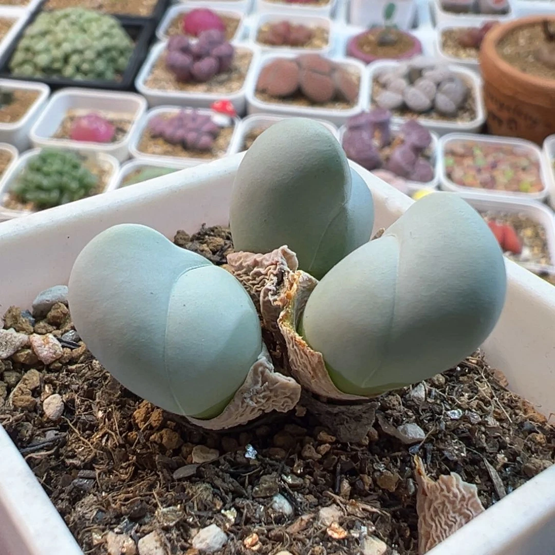 456多肉植物种类多样