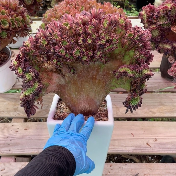 莲*多肉植物的生长发育