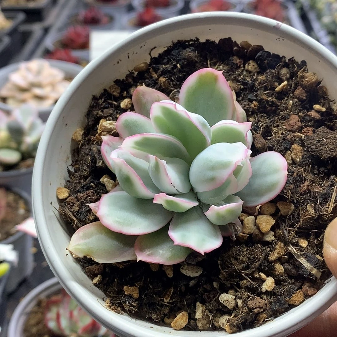 1310伯克利锦无砍双头