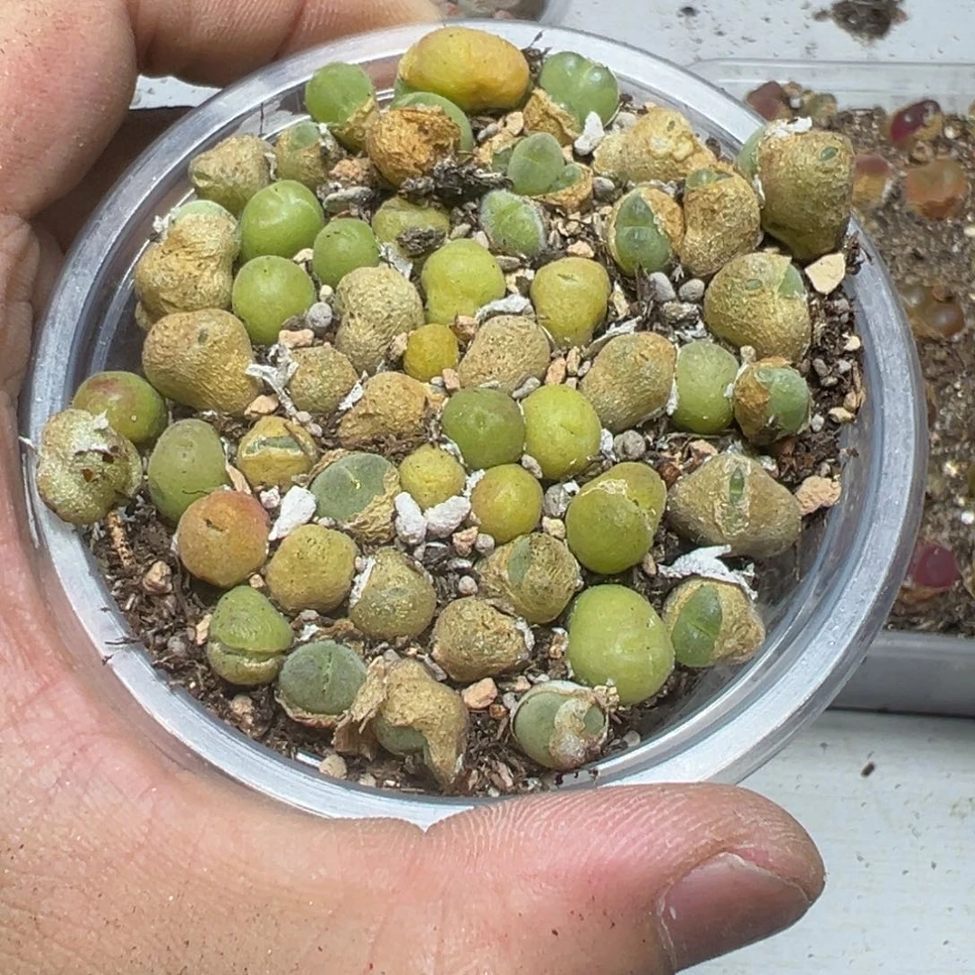 【闪购商品】毛翠堤量拍一盒。