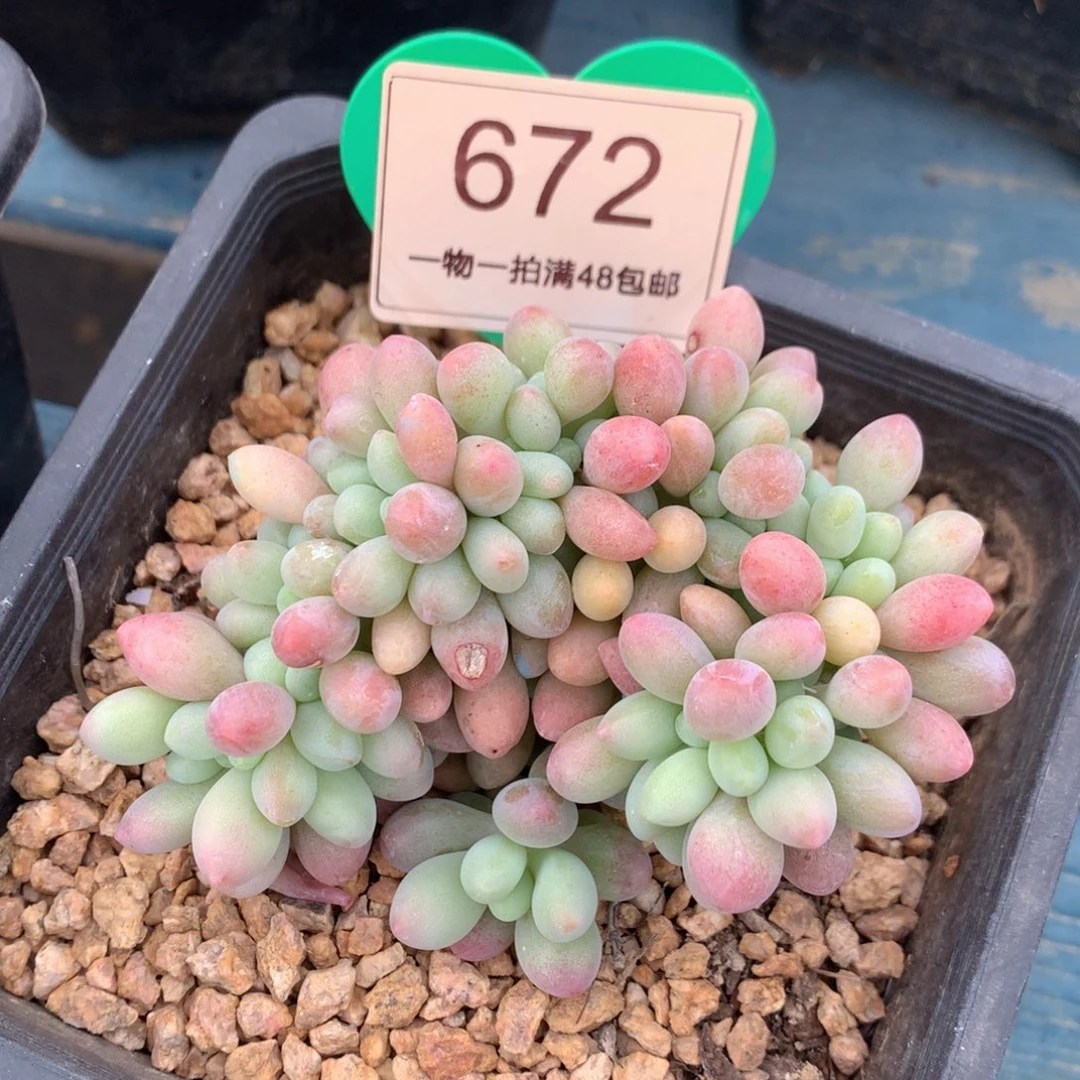 汤圆缀化一物一拍672