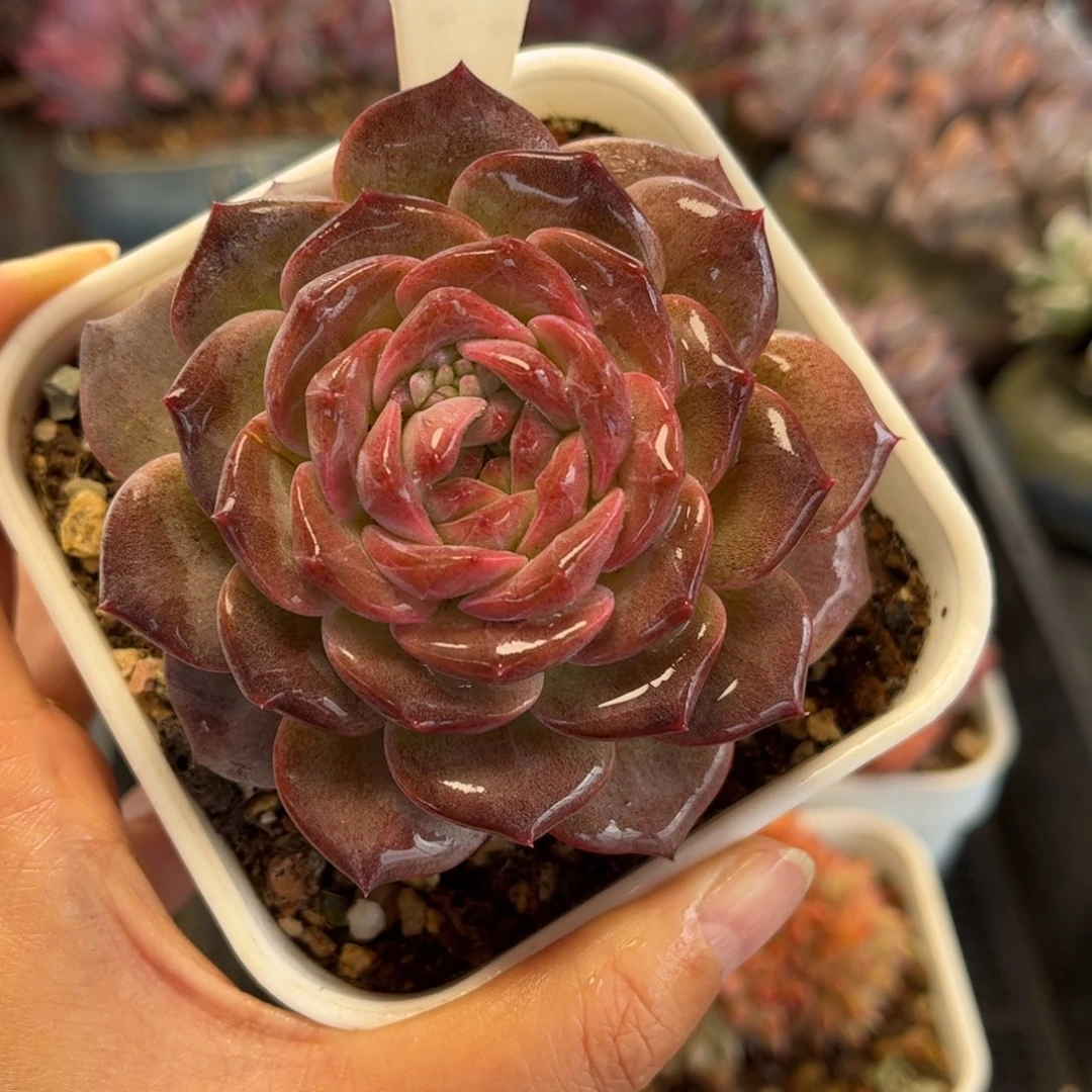 2364 满30包邮天冷地区必拍保温箱