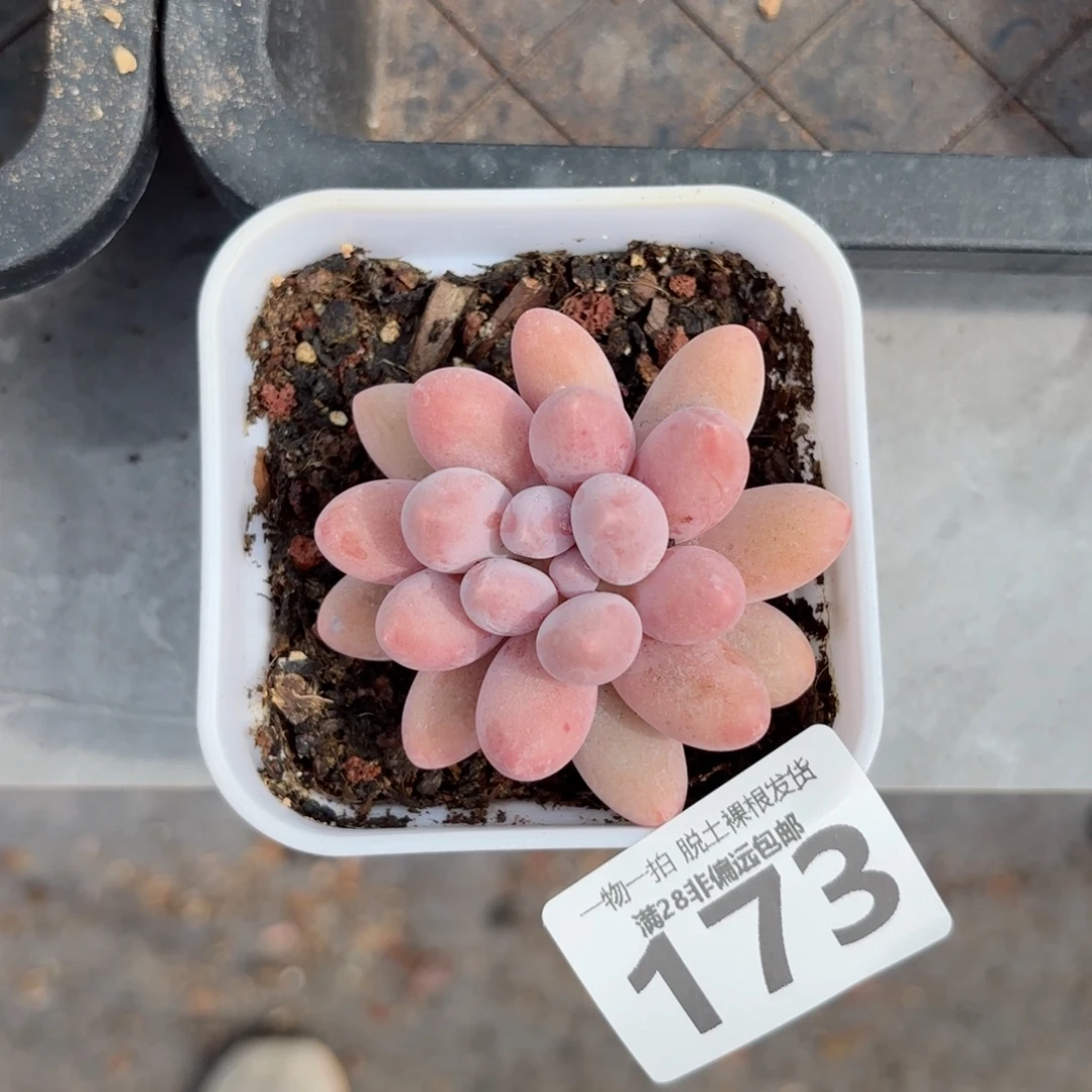 汤圆单头无盆土发货