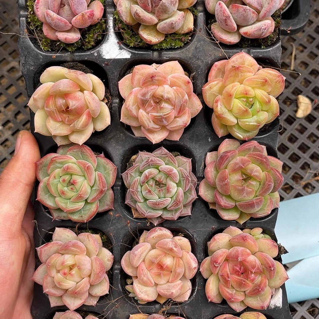 多肉一物一拍12-167