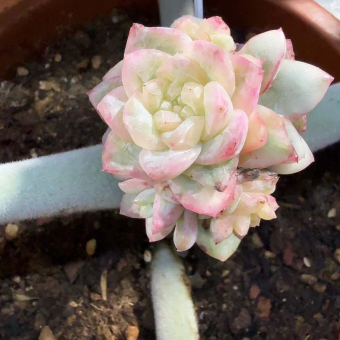 冰月亮锦，多肉锦多肉