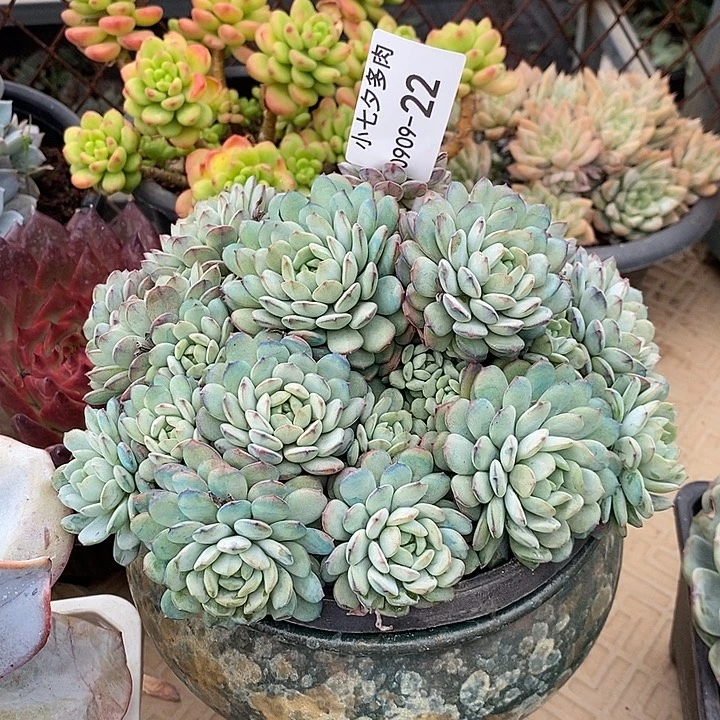 青***。记得拍冷链鲁宾22