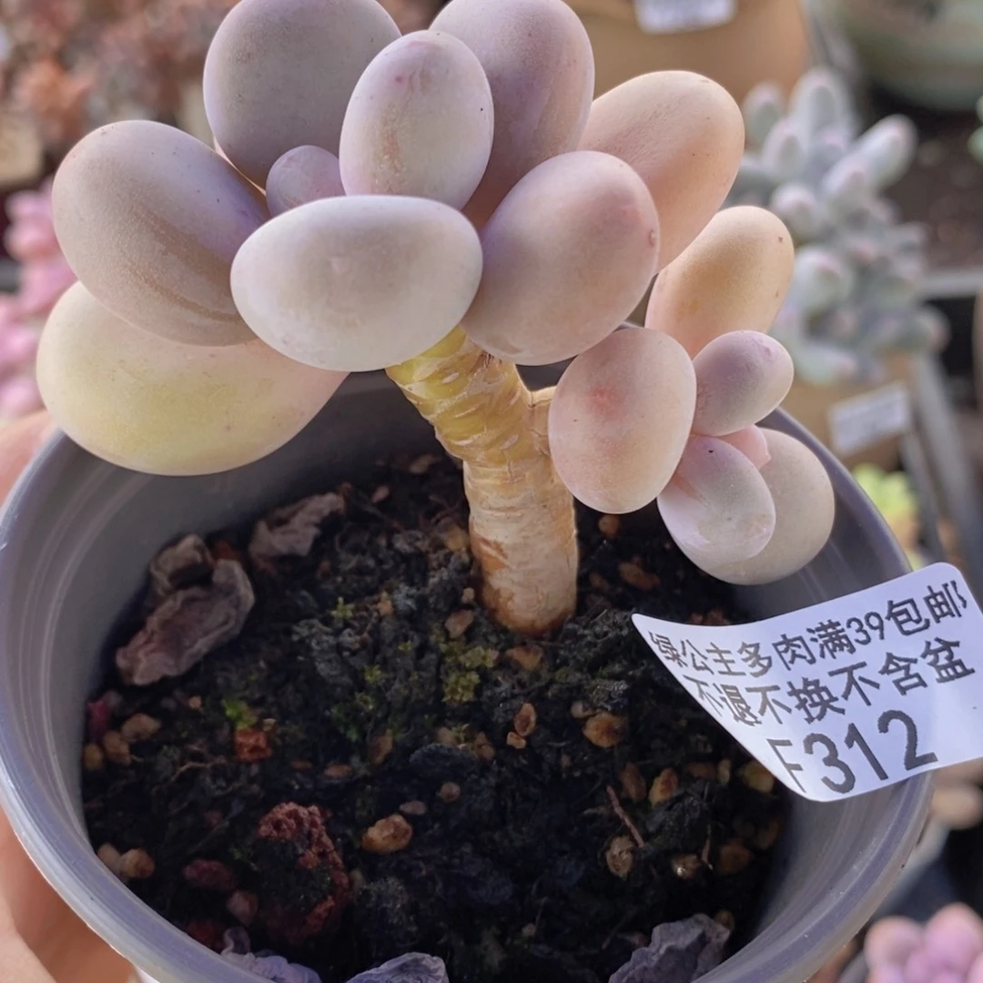 蛋黄奶老桩6cm312多肉植物