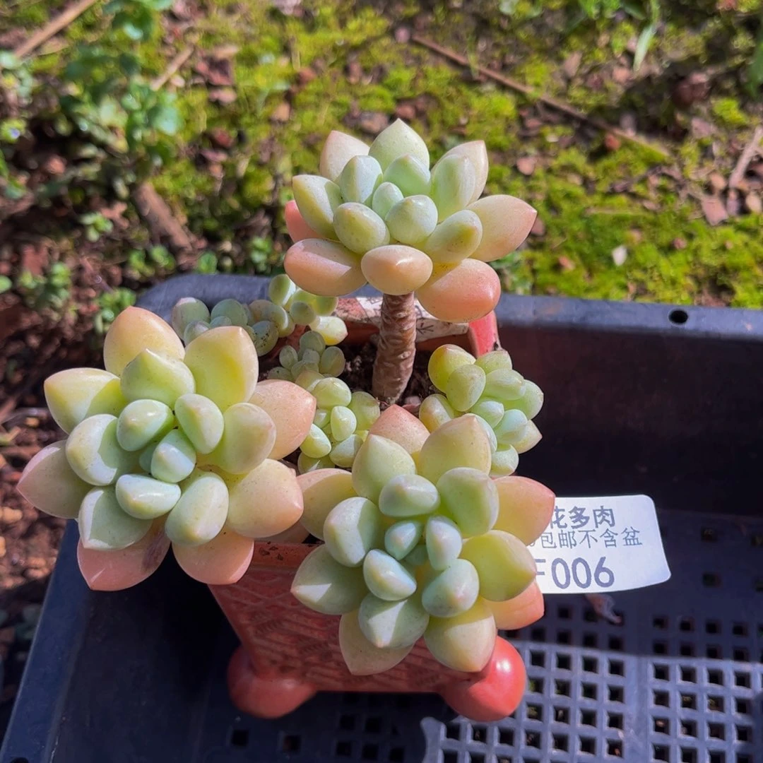 006-泡泡糖多肉7cm