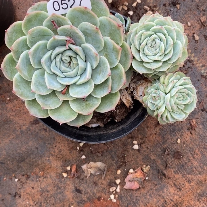 ****气精品多肉植物0527