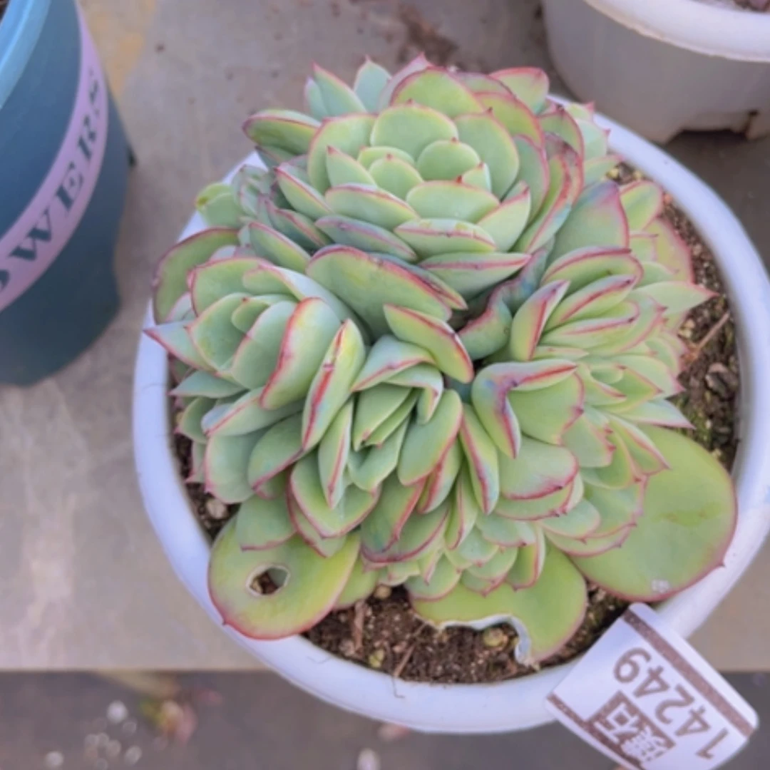 【闪购商品】～***～牡丹亭缀14249