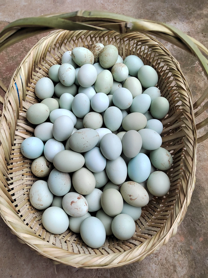 农家散养跑山鸡绿壳正宗土鸡蛋新鲜现捡