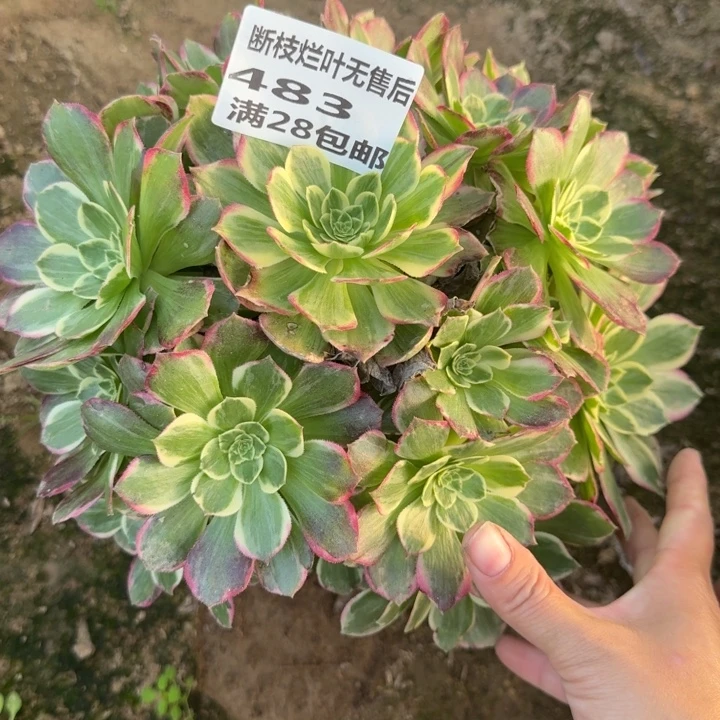 483二号棚水蜜桃D