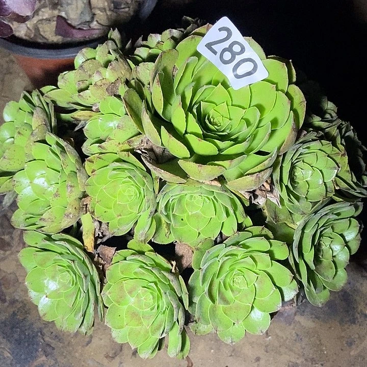 万拉丝多肉280多肉不包断裸根