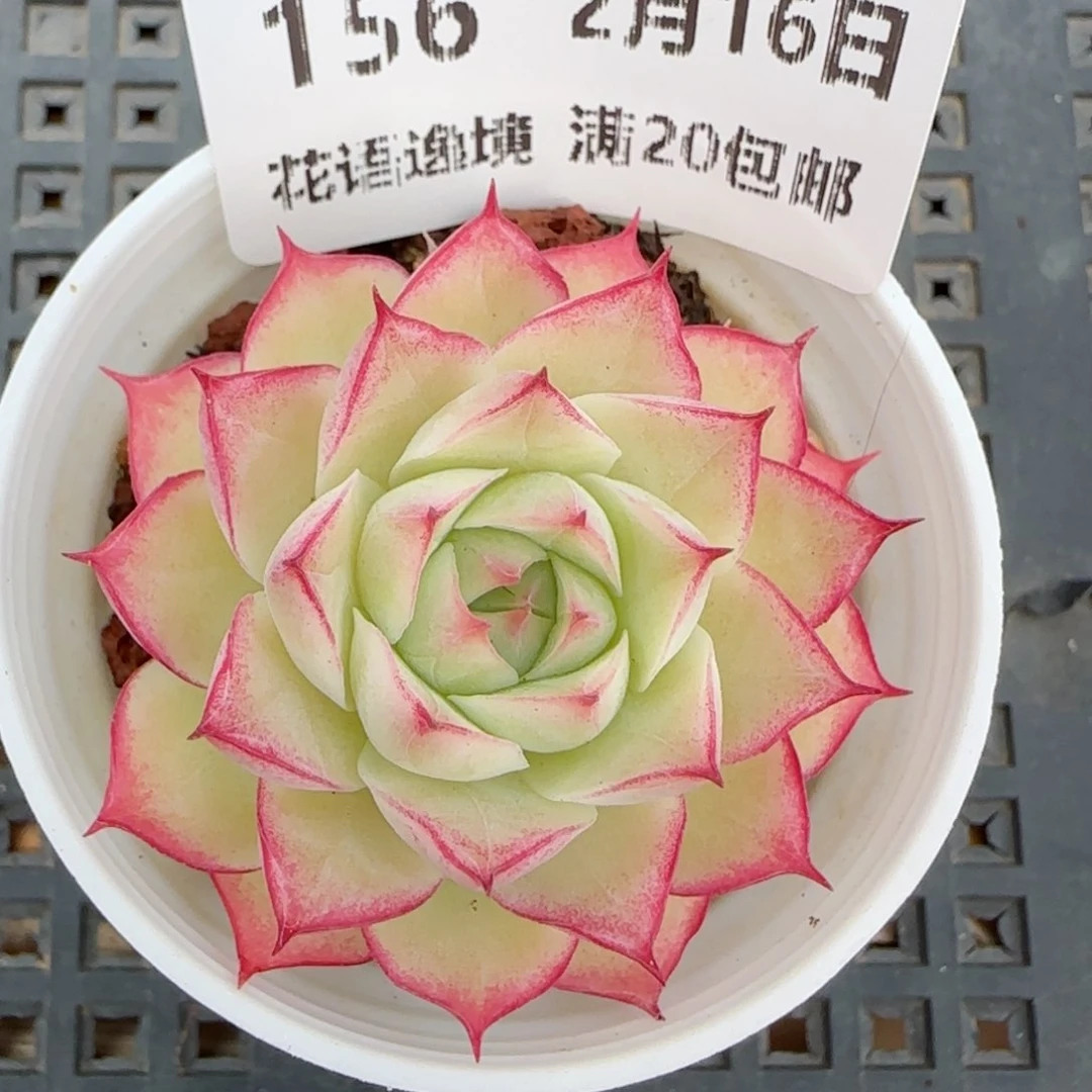 花语逸境0216-156