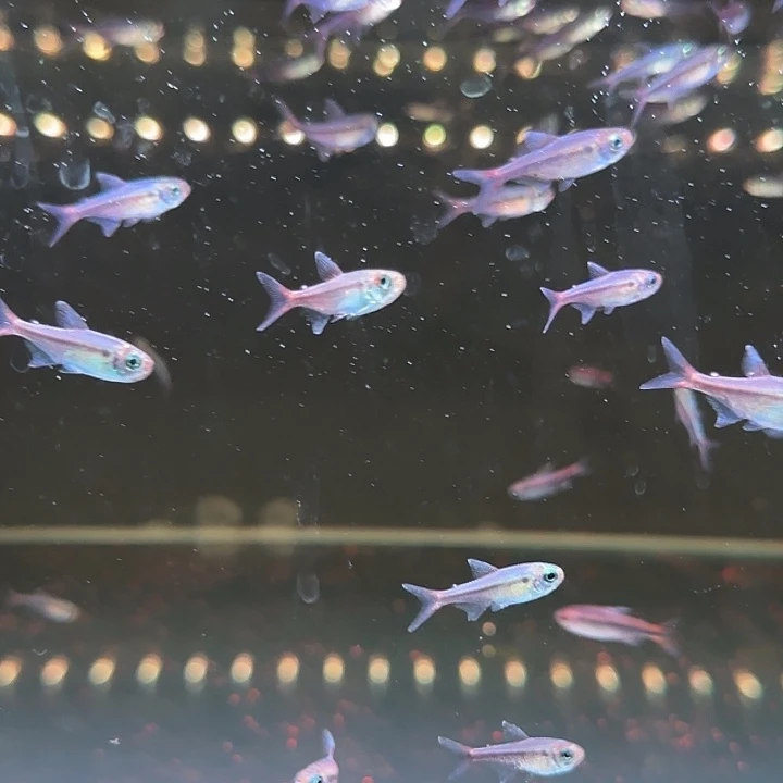 灯科鱼红月可卡10条