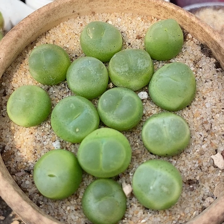 28522拉登样本一颗    有伤