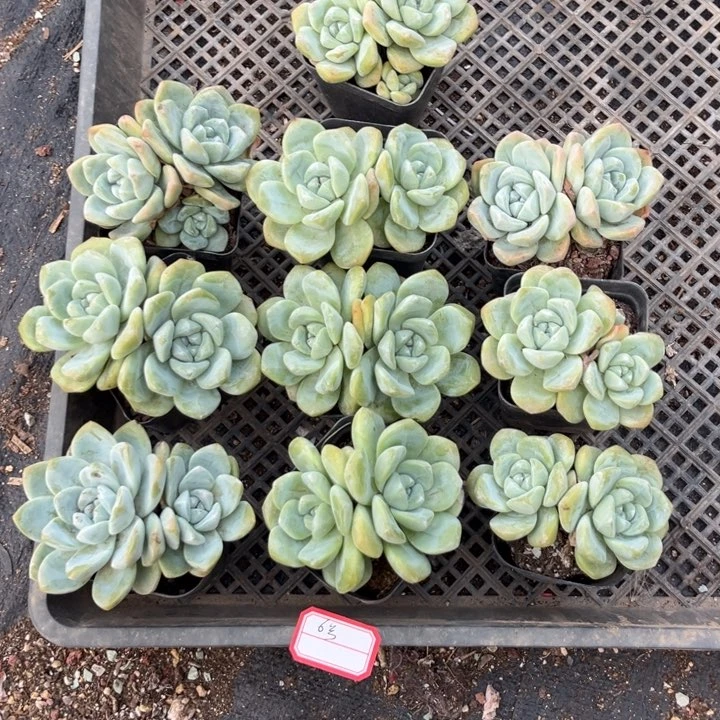 冰玉多肉七方盆一组6号