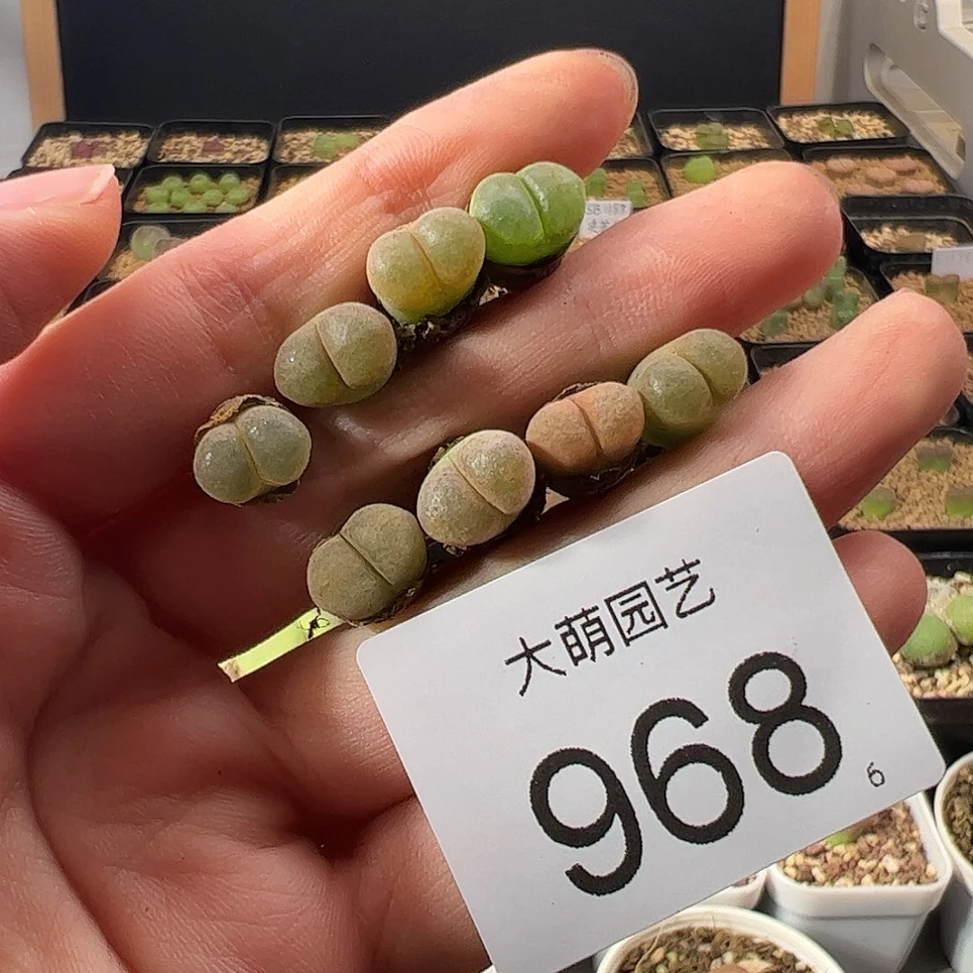 0000968 一物一拍