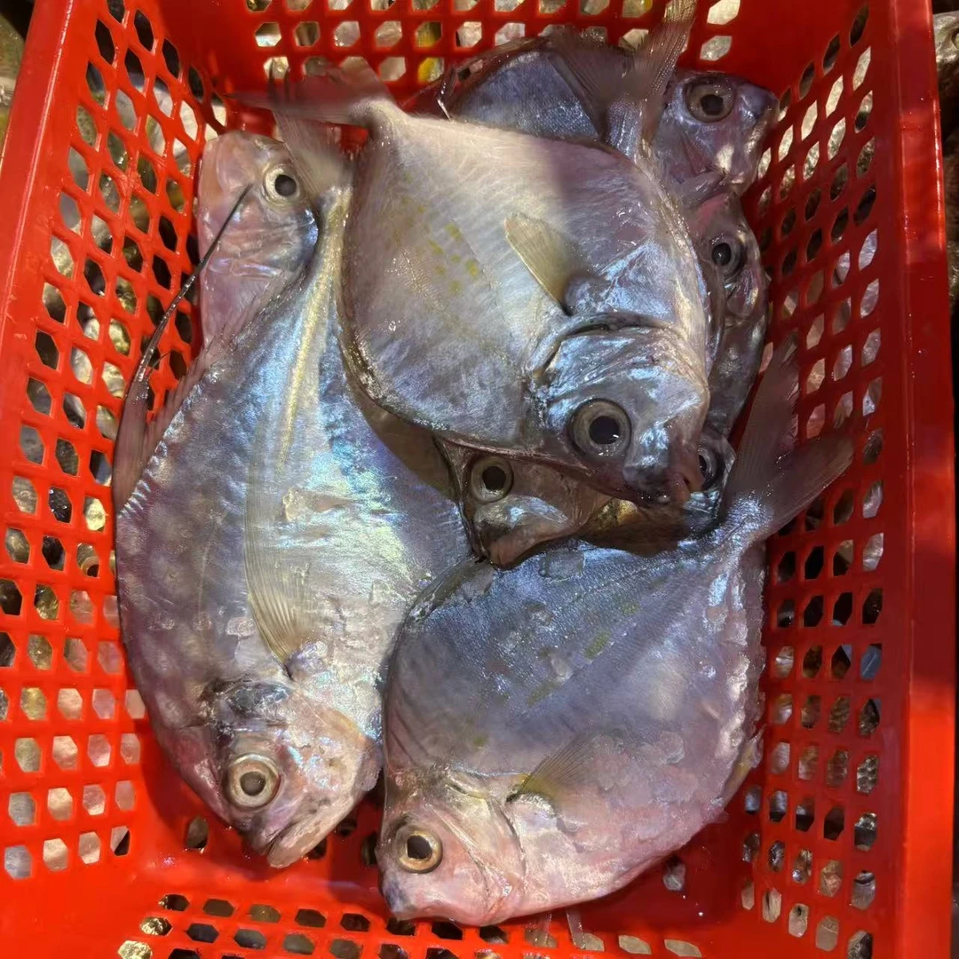 大油立 3斤 （1斤3条左右）