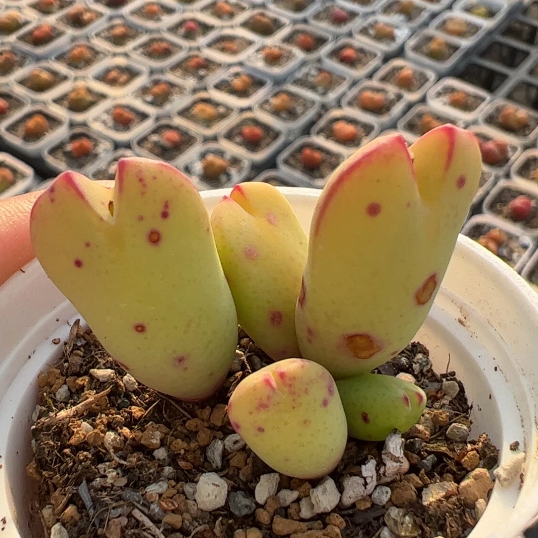 香蕉大将多肉植物百科，