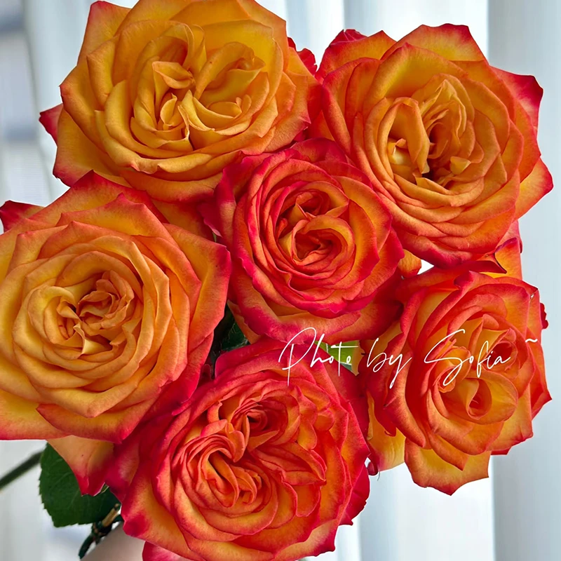 【凤凰钗】玫瑰【3单包邮顺丰空运/95%市区次日达】