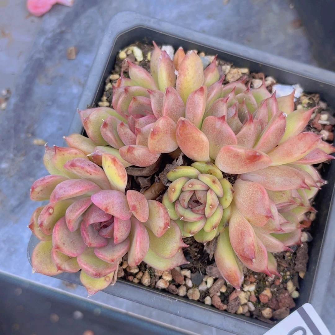 紫晶29130多肉植物