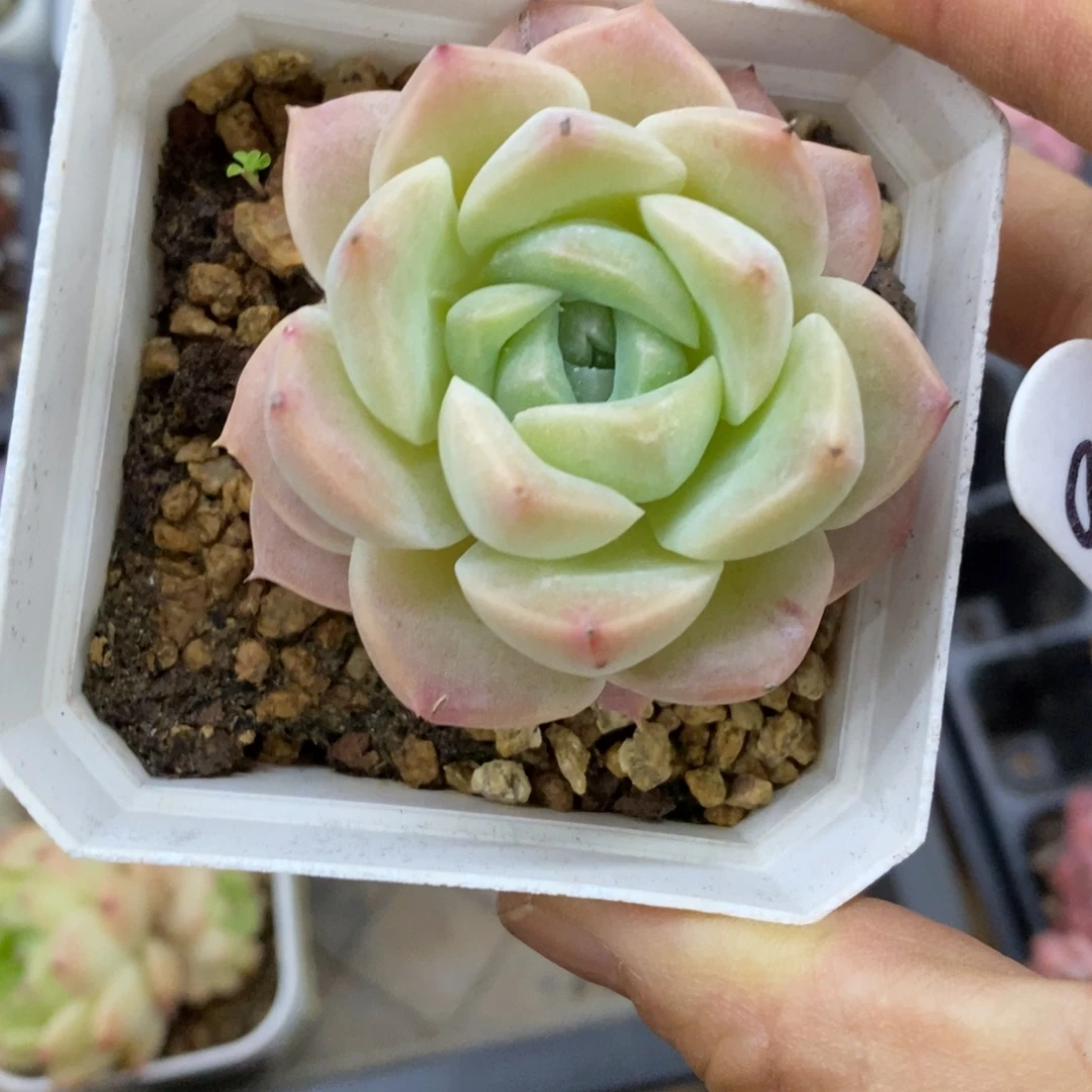精品多肉一物一拍不包整98