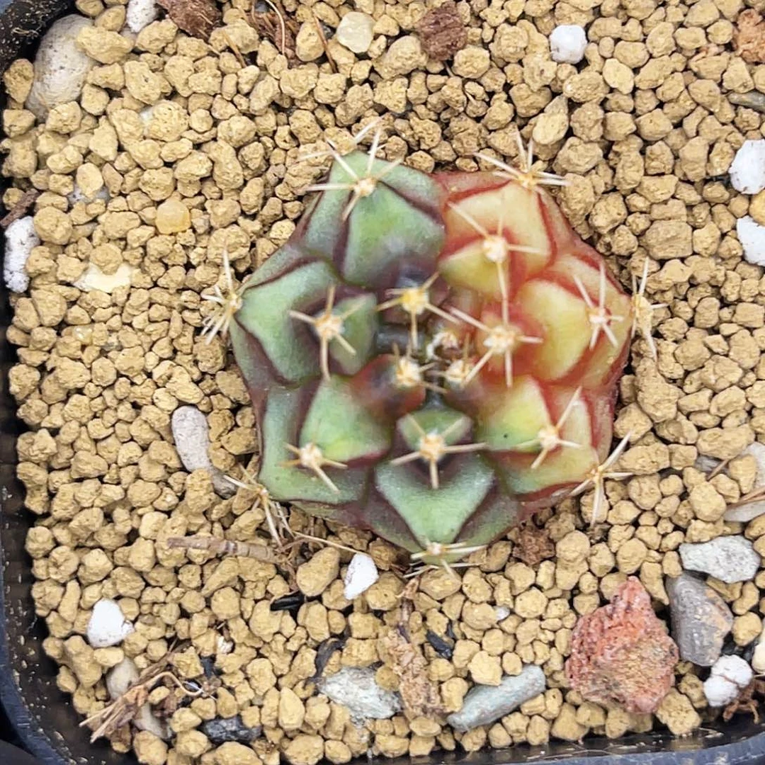 乌贼基因 一物一拍