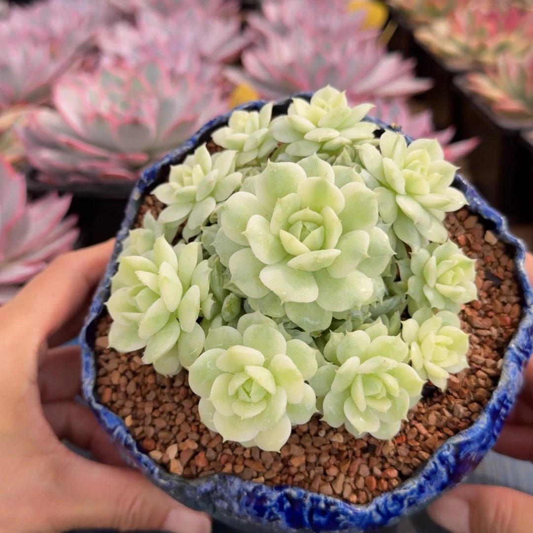 静夜手捧 安吉园艺锦