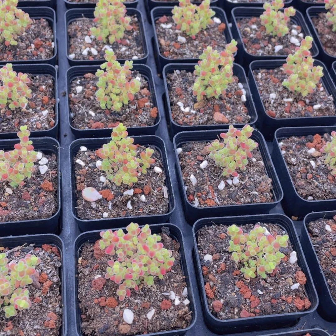 660号 糖果色蜜橘枝干小树造型老桩群一个