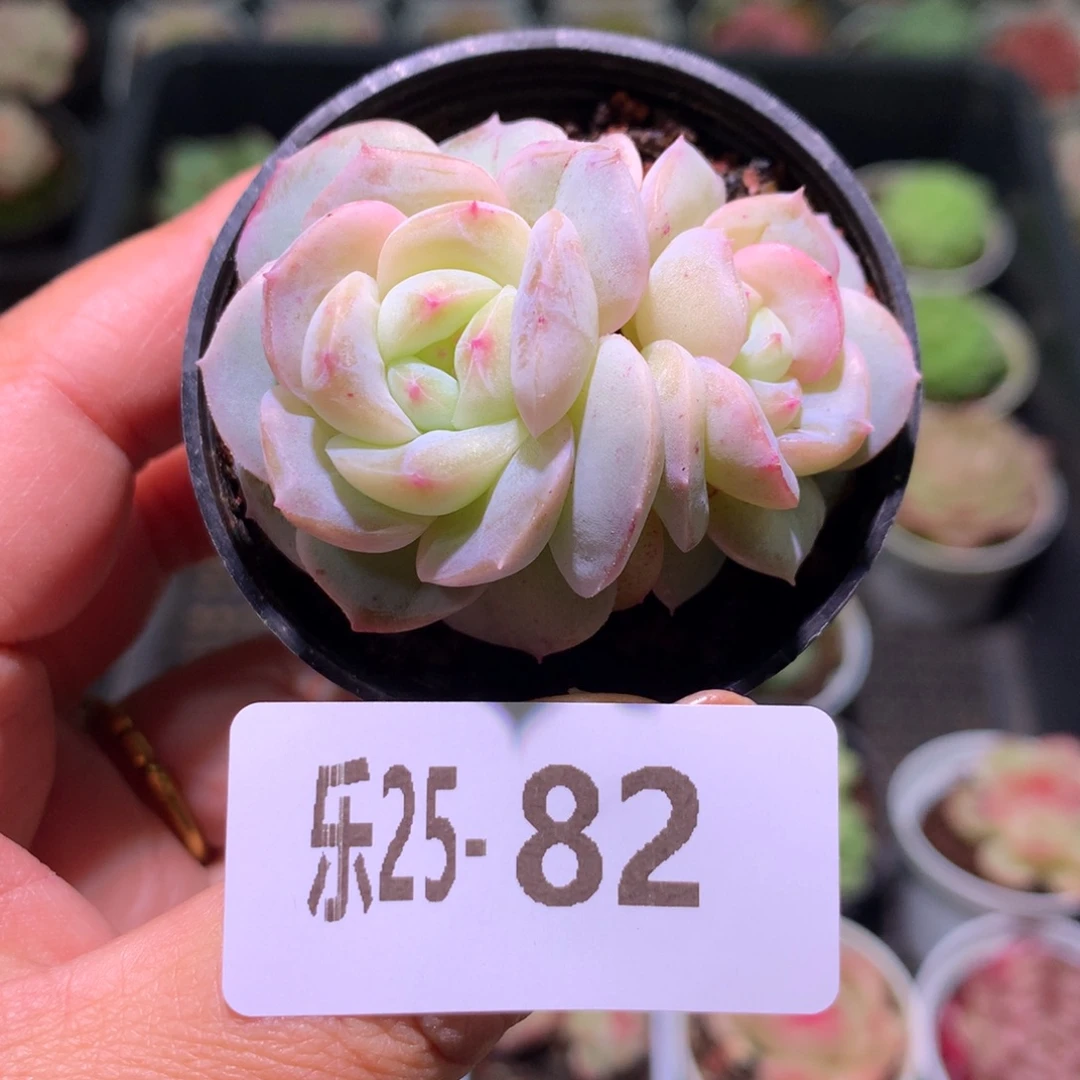 乐然25-82 新品双头