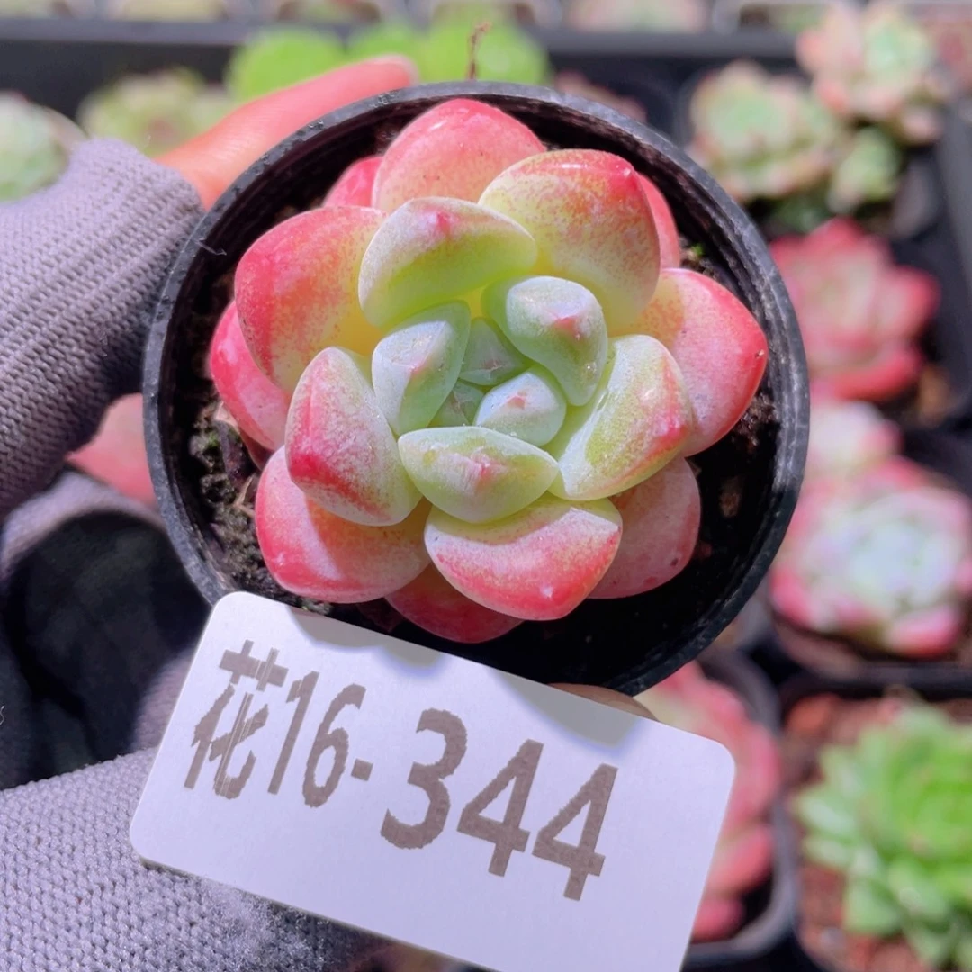 花利美16-344皓月
