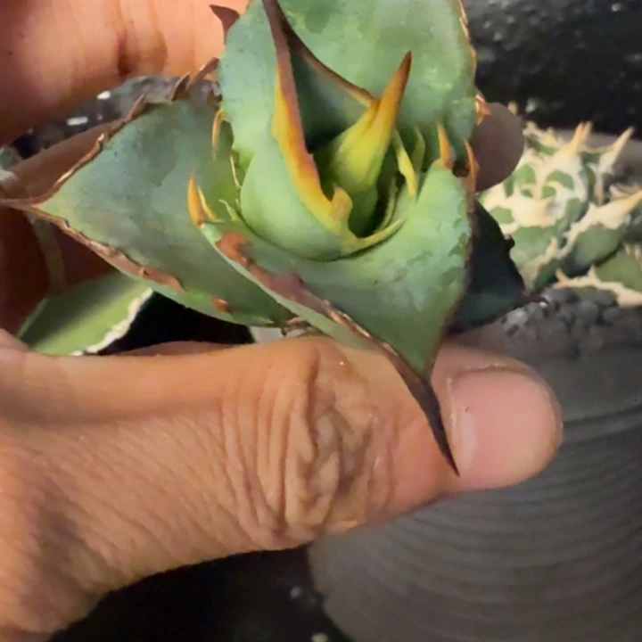 龙舌兰仁王冠籽播芽