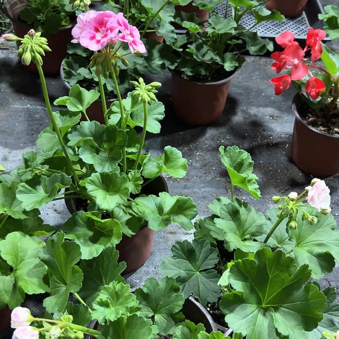 两盆天竺葵颜色可选